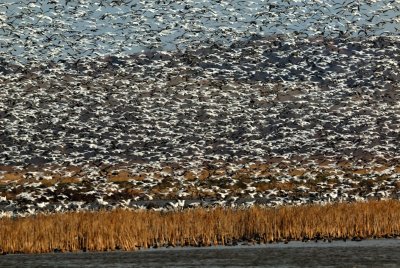 Snowing Geese