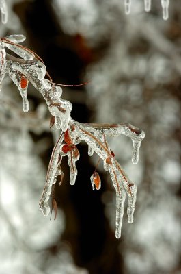Twigs & Ice