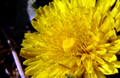 Who'd a thunk a dandelion could be so bloody beautiful?