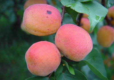 Apricot in Bloom