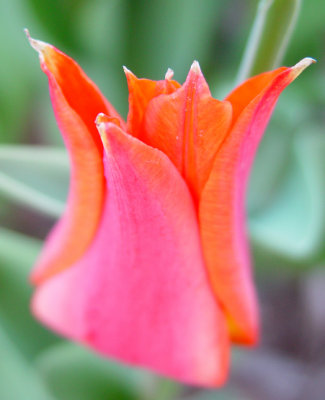 Up close in my friend Nancy's flower garden.