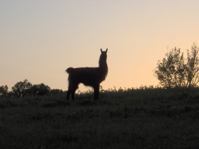 My husband was walking a cemetery, looking for gravestones while doing some genealogical reserach. I saw this llama on the ridge. He was very curious about just what it was my husband thought he was doing. I warned him to get in the car but he said he thought he could protect himself from any killer llamas. I couldn't believe this guy was loose. No fences, no nothing. Just a llama guarding an old cemetery in rural Missouri.