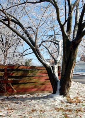 Ice Storm: 10 December 2007