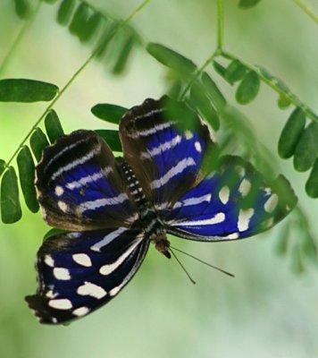 Butterflies