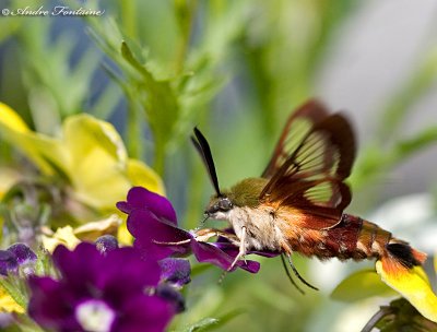 sphinx colibri IMG_1151-800.jpg