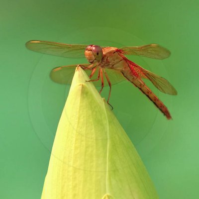 Jamjari 잠자리 - Korean Dragonfly