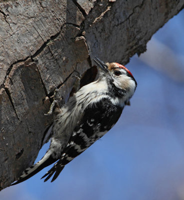 Lesser Spotted Woodpecker, male, at nest