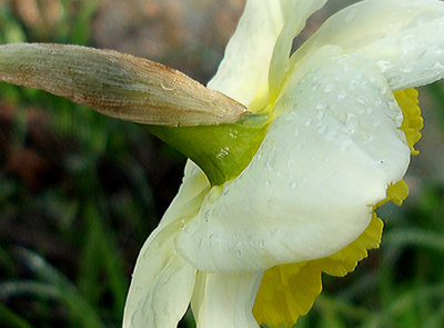 messenger of spring.jpg