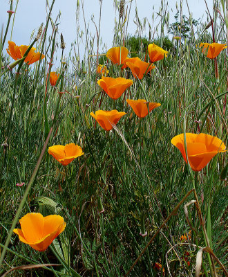 california poppy.jpg