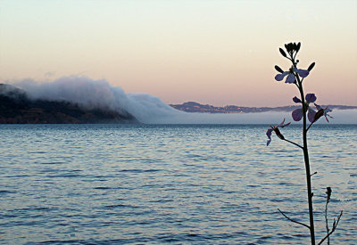 rolling fog.jpg
