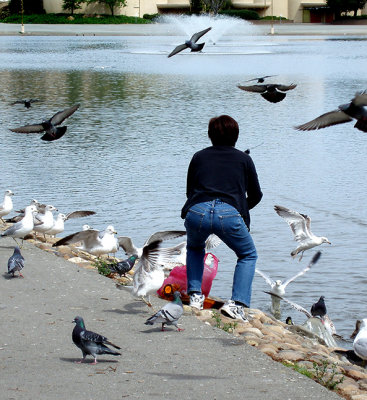 for the birds.jpg