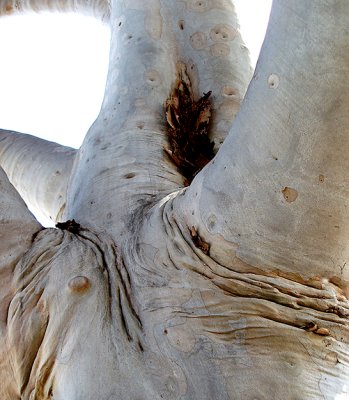 skinny tree.jpg