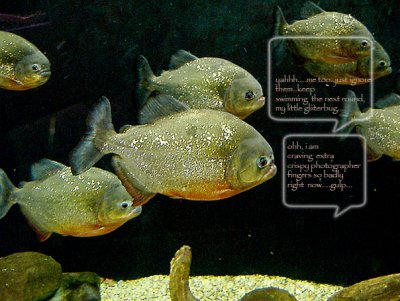 piranhas.jpg