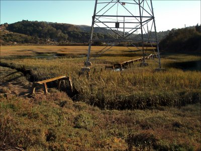 marsh.jpg