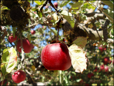 the fruit drops when it ripe.jpg