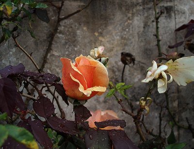 a rose is a rose.jpg