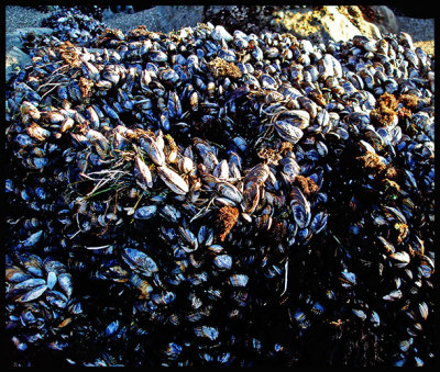 where the mussels live.jpg