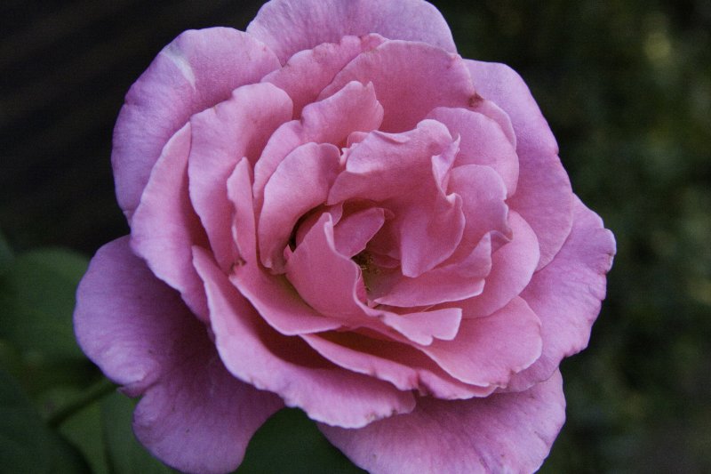 Pink rose