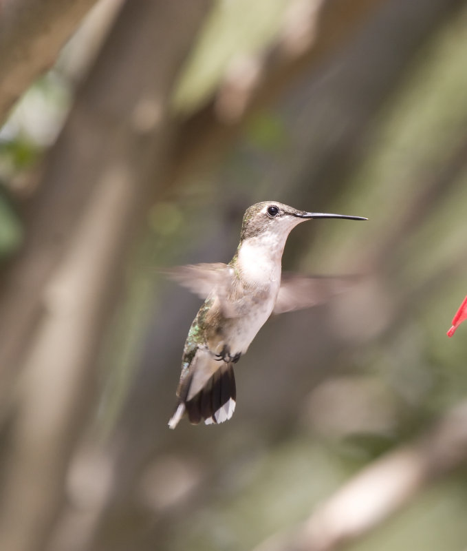 Ruby Throat Female