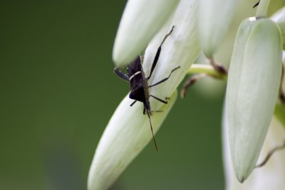 Yucca plant bugs