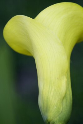 Cala Lily