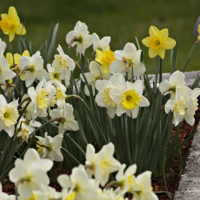 Creamy White Solo Daffodil and Yellow Daffodils