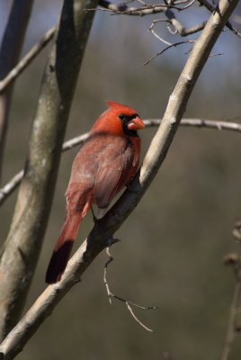Cardinal male 2