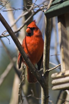 Cardinal, male 1