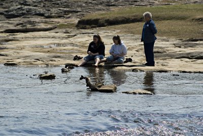 People feeding the duck in Black Creek