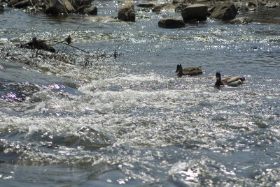 Ducks swimming