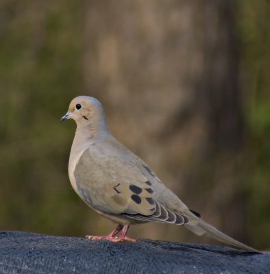 sony 300 mm and 2x's extender- Dove