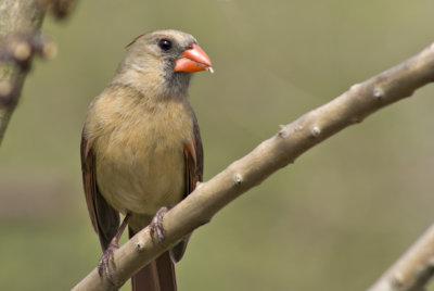 Female Cardinal tree