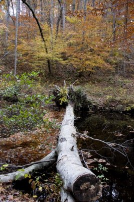 Log across creek