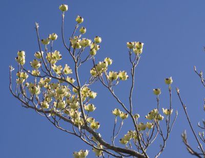 Dogwood