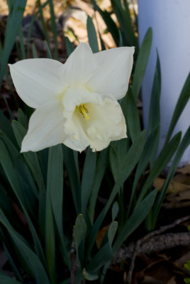 Daffodil