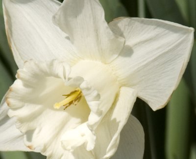 White Daffodil