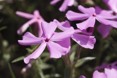 Pink phlox