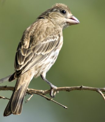 Female baby finch