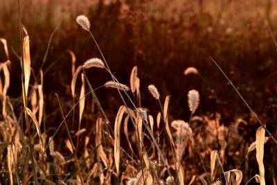Grasses in Contrast