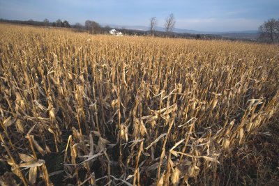 Corn and Farm