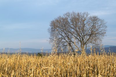 Corn and Tree