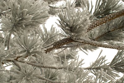 Feb 8th - Textured Pinefrost