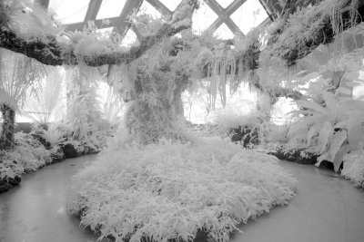 Veiled Tree