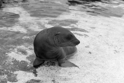 Galapagos-SDIM0848.jpg