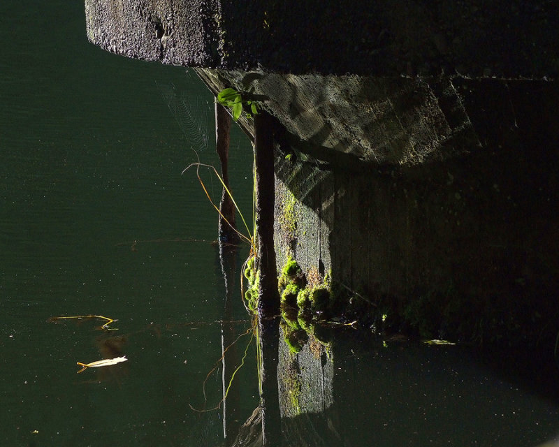 2  August 07 - Down by the pond (i)