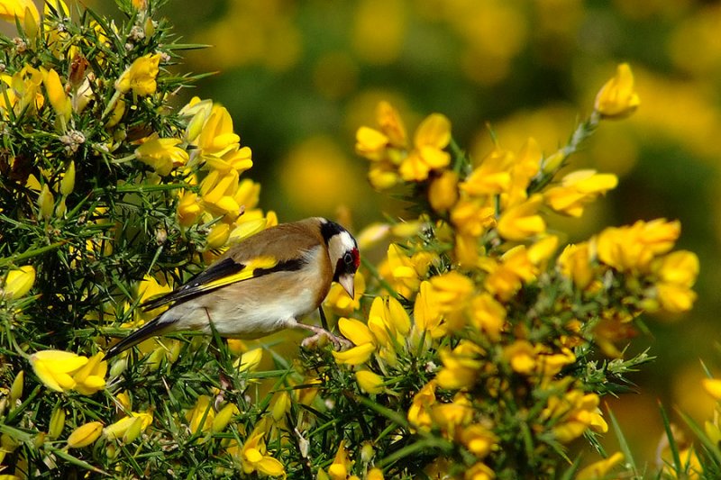 Goldfinch on gorse