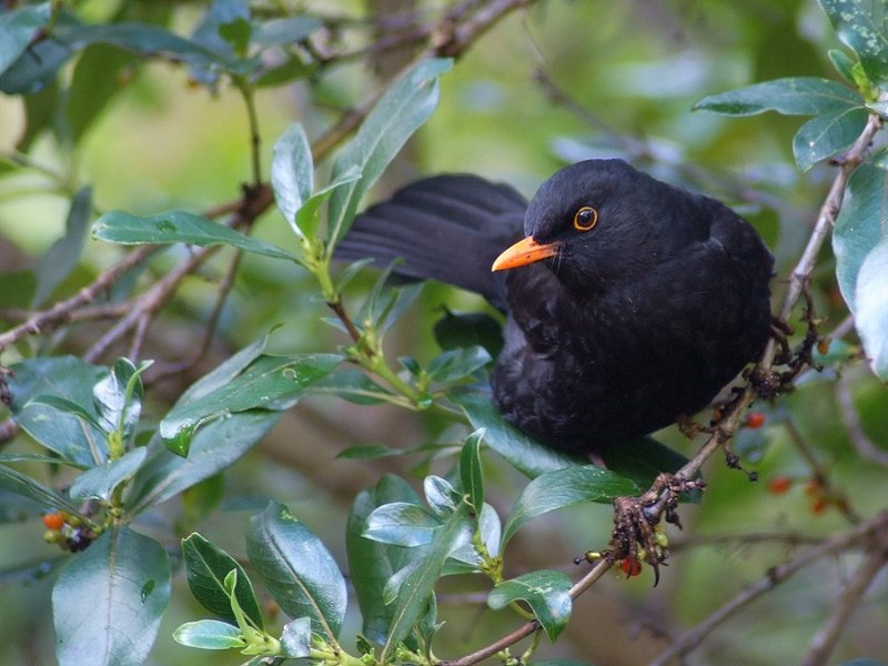 Blackbird in a tree