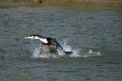 21 Nov 06 - The Shag goes asplash