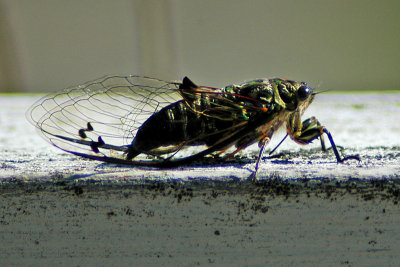 Cicada of March 07