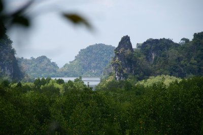 View over the mangrove swamp